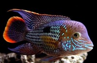 Stunning Green terror 5-6 inches  Gold Saum