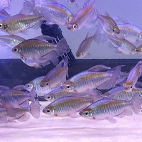 XXXL Congo Tetra 4 Inch Plus 