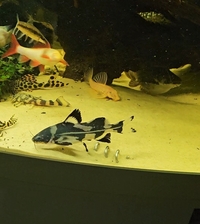 5 inch Harlequin Lancer Catfish for sale