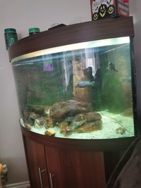 Juwel Trigon 190 corner Fish Tank dark wood cabinet