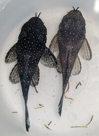 L181 Peppermint Plecos