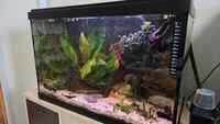 Closing down tanks: Equipment & Aquarium for sale