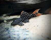 L114 Cactus Pleco