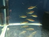 Denison /torpedo barbs and black red tail sharks