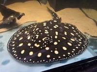 Black diamond stingray