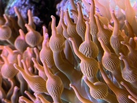 Easy to keep SPS corals, bubble tip anemones - bargain prices