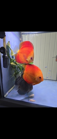 2 x large super red discus, cardinal tetra, guppies,Corys,