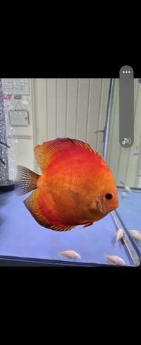 2 x large super red discus, cardinal tetra, guppies,Corys,