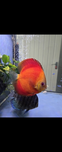 2 x large super red discus, cardinal tetra, guppies,Corys,