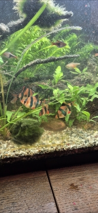 4 Tiger Barbs