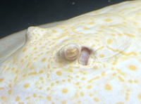 Golden Base Albino Pearl Stingray MALE