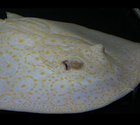 Golden Base Albino Pearl Stingray MALE