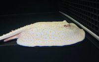 Golden Base Albino Pearl Stingray MALE