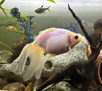 Goldfish to rehome FREE