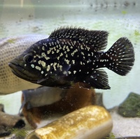 Rare Madagascar Cichlids