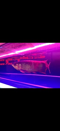 Rare Green Arowana Planet Arowana