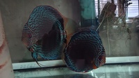 Discus fishs breeding pair 7-8 inches