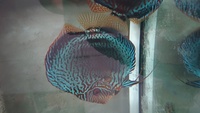 Discus fishs breeding pair 7-8 inches