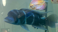 Frontosa blue black humphead and cichlids and catfish sale..