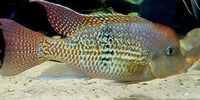 Breeding pair of Geophagus Sp. Alto Sinu