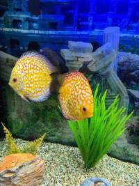 yellow checkerboard discus