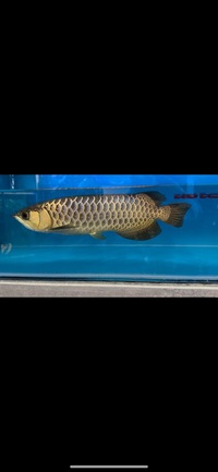 Rare Pahang F1 Crossback Arowana Wild Bloodline