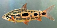 4-5” Strawberry Leporinus x 3, £50