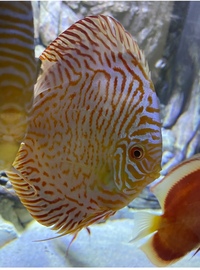 Discus set up : larger discus for sale now