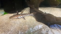 Tiger shovel nose catfish £40