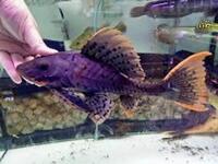 Wild - 25cm L095 orange cheek pleco for sale - very rare