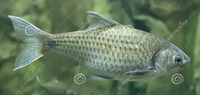 CHOLA/Indian Swamp Barb - Wanted/Seeking.