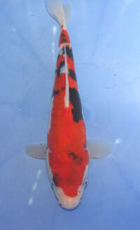 BARGAIN x2 35cm Japanese koi, £100 for both no offers.