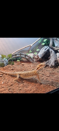 10 inch Red Morph Bearded Dragon & Complete set up