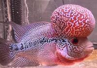 FOR SALE: Super Red Dragon Flowerhorn 5 inches aprox.