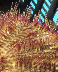 Marine fish / Large Red Collector Urchin