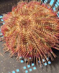 Marine fish / Large Red Collector Urchin