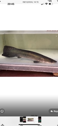 Stunning Arapaima Gigas SOLD SOLD