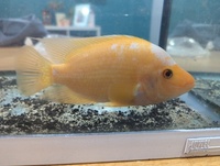 Young Midas cichlid 1 year old 6-7" growing quickly