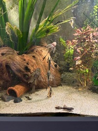 Young Longfin and Shortfin Green Dragon Catfish