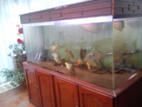 Acrylic Aquarium 6ft x 2.5ft x 2.5ft