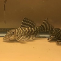 Live zebra pleco fish available for sale now.