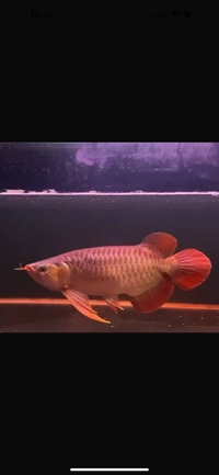 Exclusive Show Quality Rare Super Red Fish 1 Planet Arowana