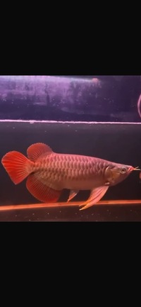 Exclusive Show Quality Rare Super Red Fish 1 Planet Arowana