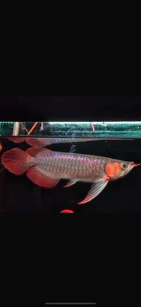 Exclusive Show Quality Rare Super Red Fish 2 Planet Arowana