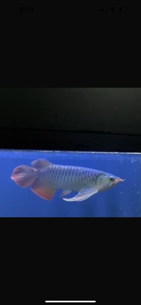 Exclusive Show Quality Rare Super Red Fish 3 Planet Arowana