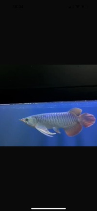 Exclusive Show Quality Rare Super Red Fish 3 Planet Arowana