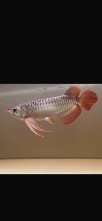 Exclusive Show Quality Rare Super Red Fish 5 Planet Arowana