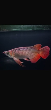 Exclusive Show Quality Rare Super Red Fish 6 Planet Arowana