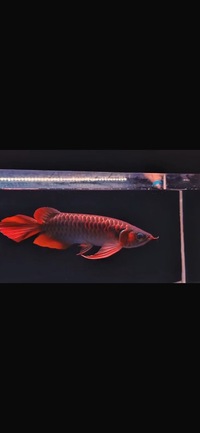 Exclusive Show Quality Rare Super Red Fish 7 Planet Arowana -NOW RESERVED