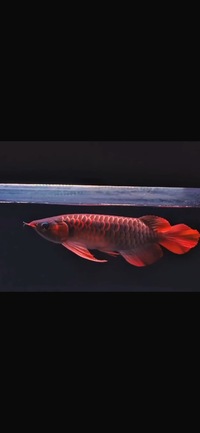 Exclusive Show Quality Rare Super Red Fish 7 Planet Arowana -NOW RESERVED